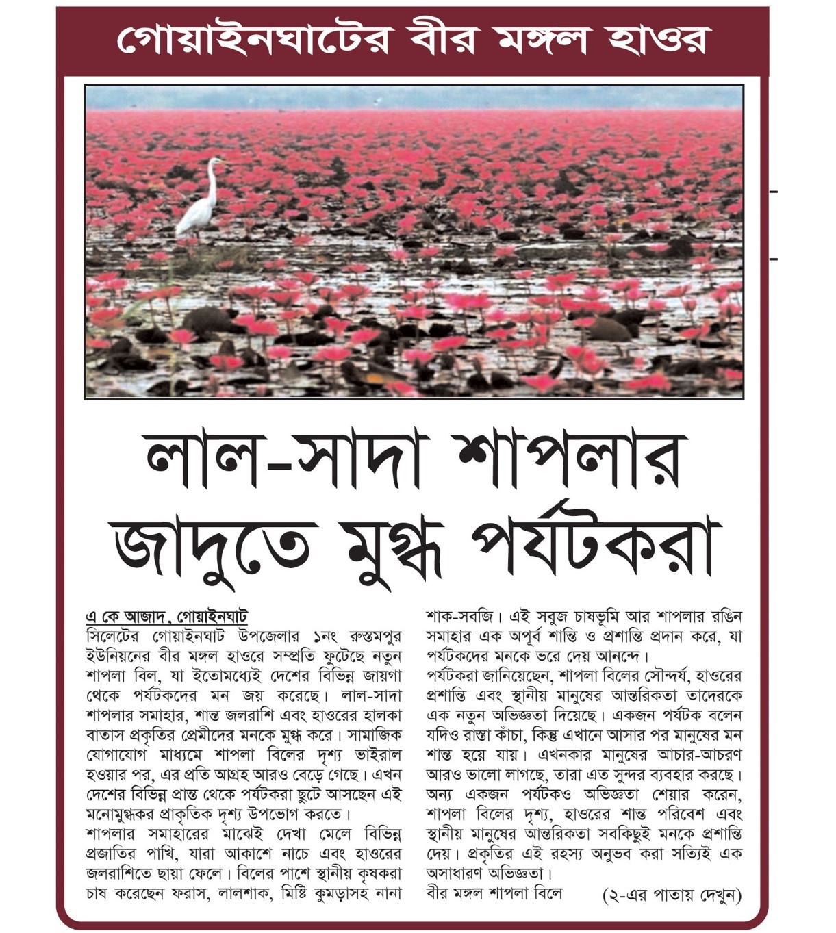 গোয়াইনঘাটের বীর মঙ্গল হাওর: লাল-সাদা শাপলার জাদুতে মুগ্ধ পর্যটকরা