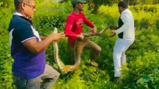 শ্রীমঙ্গলে ২০ কেজি ওজনের অজগর সাপ উদ্ধার