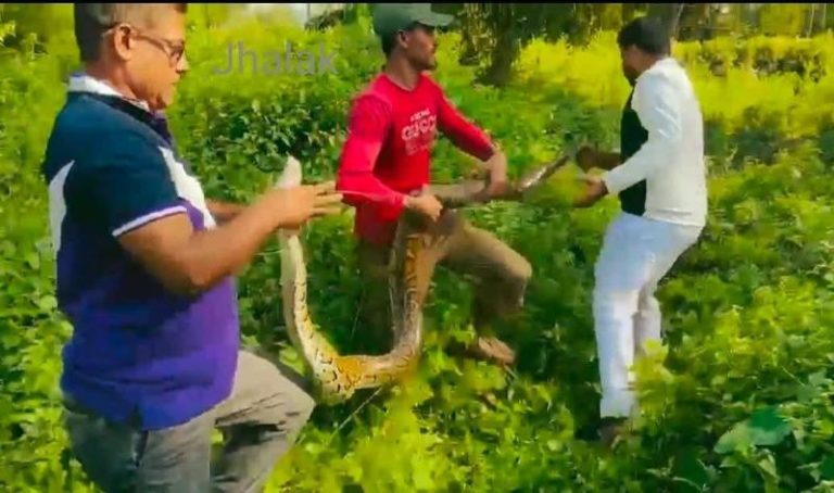 শ্রীমঙ্গলে ২০ কেজি ওজনের অজগর সাপ উদ্ধার