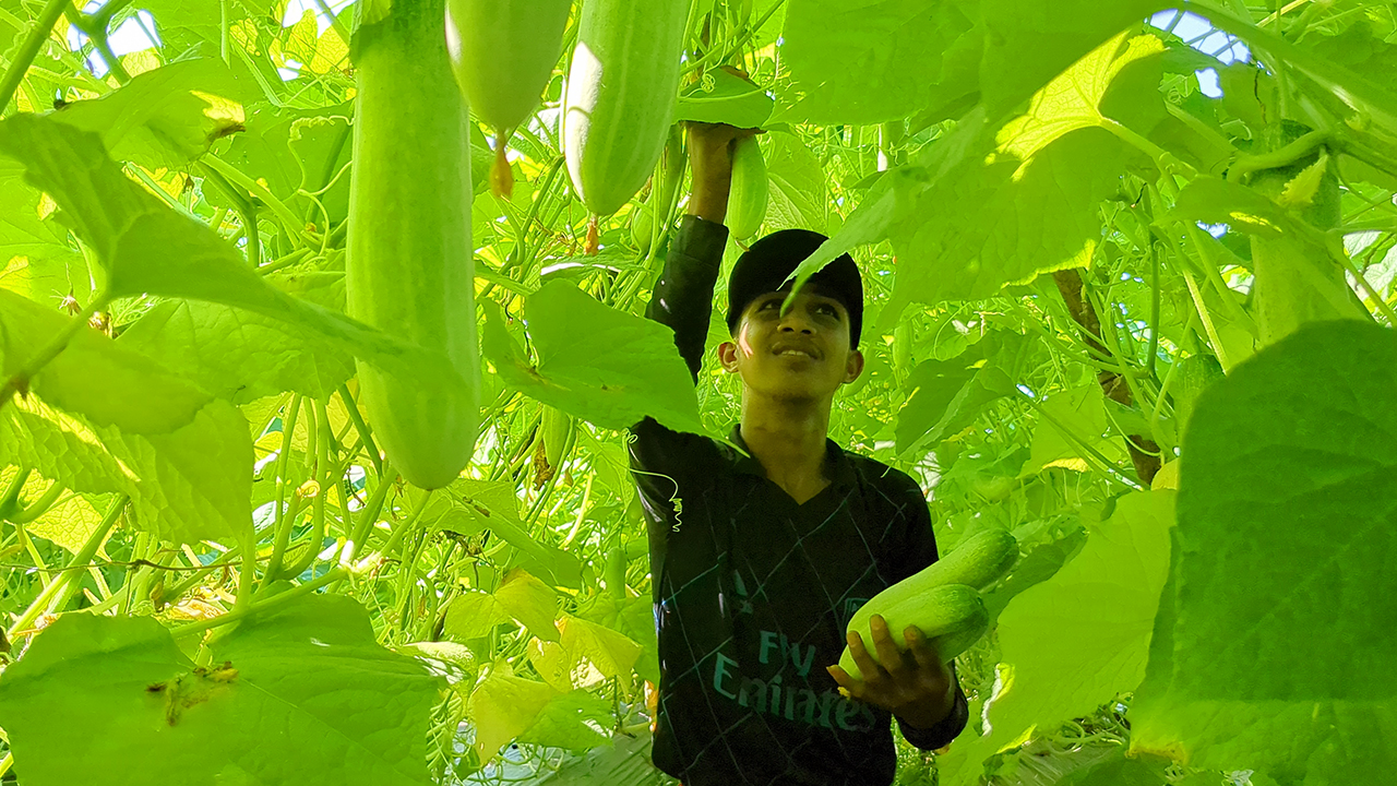 সুনামগঞ্জে শসা চাষে নতুন সম্ভাবনা: লাভের মুখ দেখছেন কৃষকরা