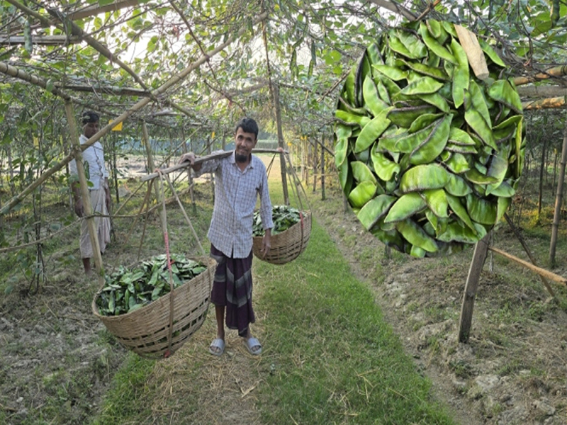 সিলেটে জনপ্রিয় ‘গোয়ালগাদ্দা শিম’