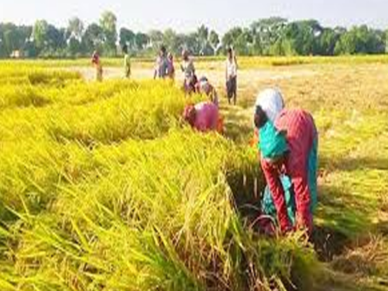 বোরো ফসল নিয়ে শঙ্কায় হাওরপাড়ের কৃষক