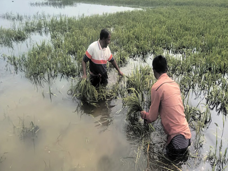 সুনামগঞ্জে জলাবদ্ধতায় তলিয়ে গেছে কয়েক হাজার হেক্টর বোরো ধান: দিশেহারা কৃষক