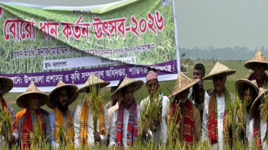 সুনামগঞ্জে বোরো ধান কর্তন উৎসব