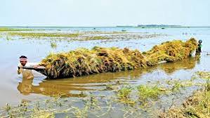 বোরো ধানে চোখের জল হাওরে হাহাকার, বৃষ্টির পানিতে তলিয়ে যাচ্ছে কৃষকের স্বপ্ন