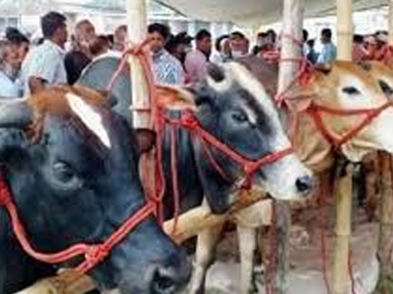 সিলেটে পশুর হাটে ক্রেতা  সমাগম, তবুও শঙ্কায় খামারিরা