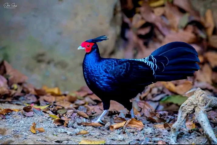 চুনারুঘাটে নজরকাড়া রঙের বিরল আবাসিক পাখি ‘কালো মথুরা’