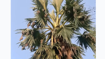 অস্তিত্ব সংকটে চিরচেনা স্থপতি বাবুই পাখি