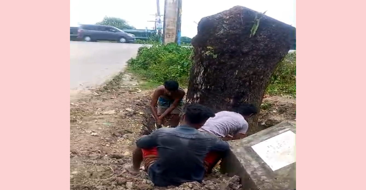 ইউএনও’র নাম ভাঙিয়ে সিলেট-ঢাকা মহাসড়কে সরকারি গাছ কাটার অভিযোগ, তদন্তে প্রশাসন