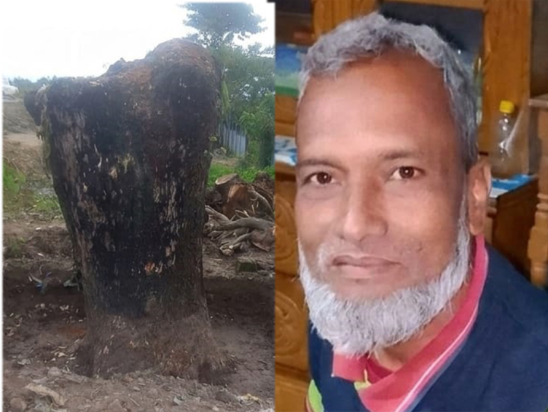 ওসমানীনগরে সামাজিক বনায়নের গাছ কেটে নিয়ে যাচ্ছে চক্র: ভুয়া চালানে ইউএনওকে বিভ্রান্ত করার চেষ্টা