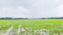 গোয়াইনঘাটে জমি দখল, হামলা ও প্রাণনাশের হুমকির অভিযোগে ৭ জনের বিরুদ্ধে আদালতে মামলা 