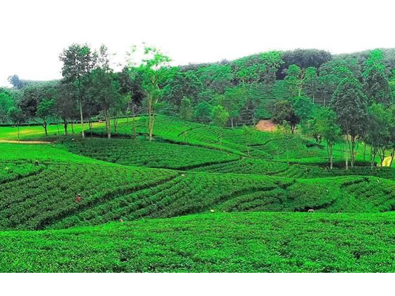 সম্ভাবনার সিলেট বাস্তবতায় পিছিয়ে