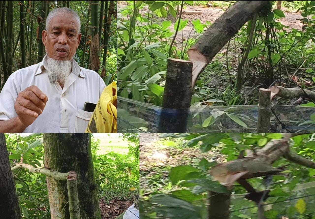 জালালাবাদে আদালতের রায়ে ক্ষিপ্ত হয়ে বৃদ্ধের গাছ কাটল ভূমিখেকো চক্র