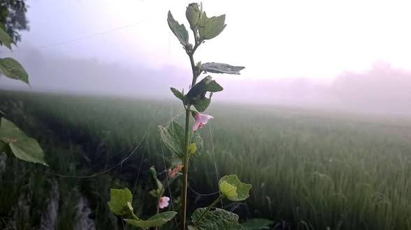 প্রকৃতিতে হেমন্তের ছোঁয়া দুয়ারে কড়া নাড়ছে শীত